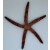 Linckia multifora - Multi-pore Sea Star, Spotted Linckia  