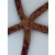 Linckia multifora - Multi-pore Sea Star, Spotted Linckia  