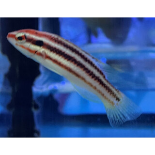 Bodianus izuensis - Lippfisch !!Rarität!!