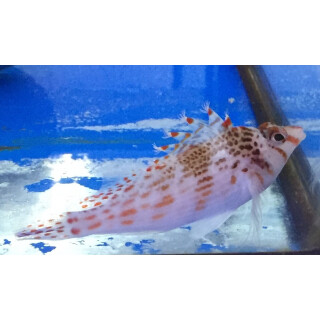 Cirrhitichthys falco - Coral Hawkfish / Dwarf Hawkfish / Falco Hawkfish / Falcon Hawkfish size L