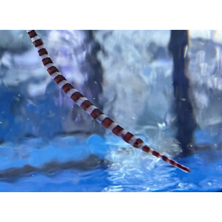 Dunckerocampus boylei - Broad-banded Pipefish 