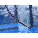 Dunckerocampus boylei - Broad-banded Pipefish 