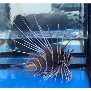 Pterois radiata - Strahlen Rotfeuerfisch L WYSIWYG