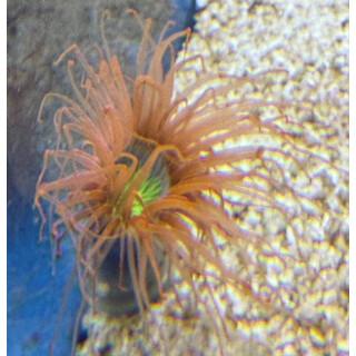 Cerianthus filiformis - Tube Anemone, Large Tube Anemone  