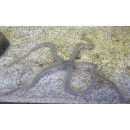 Ophiomastix pictum - Brittle Star 