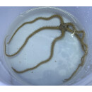 Ophiomastix pictum - Brittle Star 