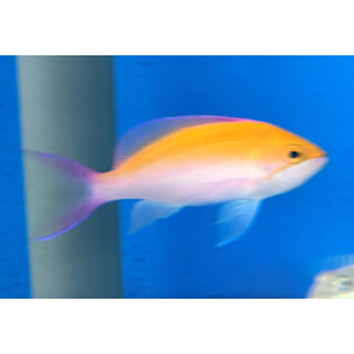 Nemanthias bicolor - Zweifarben-Fahnenbarsch