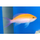 Nemanthias bicolor - Bicolor Anthias