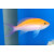 Nemanthias bicolor - Zweifarben-Fahnenbarsch