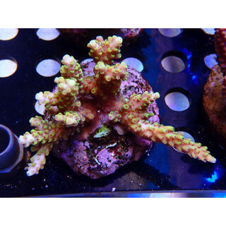 Acropora selago "Pikachu" Bali Farmzucht