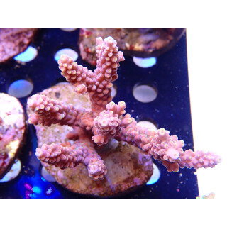 Acropora sp. Bali Farmzucht