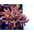 Acropora millepora Bali Farmzucht