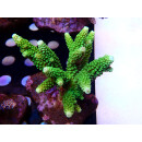 Acropora formosa Bali Farmzucht