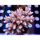 Acropora tenuis Bali Farmzucht