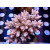 Acropora tenuis Bali Farmzucht