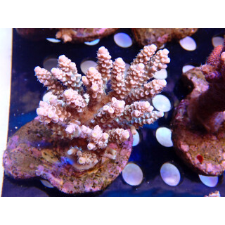 Acropora tenuis Bali Farmzucht