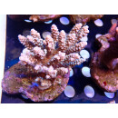 Acropora tenuis Bali Farmzucht