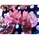 Acropora millepora Bali Farmzucht