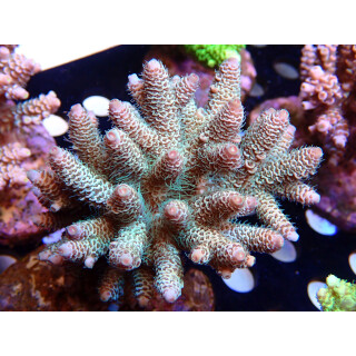 Acropora millepora Bali Farmzucht