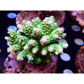 Acropora tenuis Bali Farmzucht