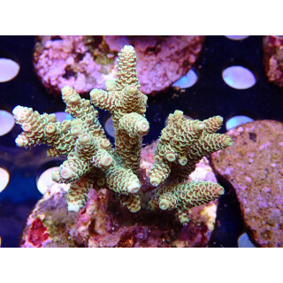 Acropora millepora Bali Farmzucht