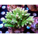 Acropora tenuis Bali Farmzucht