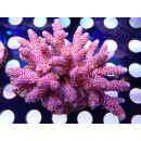 Acropora millepora Bali Farmzucht