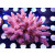 Acropora millepora Bali Farmzucht