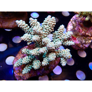 Acropora tenuis Bali Farmzucht