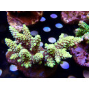 Acropora tenuis Bali Farmzucht