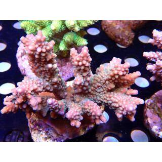 Acropora loripes Bali Farmzucht