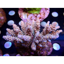 Acropora tenuis Bali Farmzucht