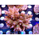 Acropora valida "Tricolor" Bali Farmzucht