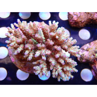 Acropora subulata Bali Farmzucht