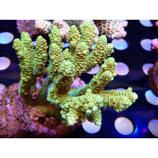 Acropora millepora Bali Farmzucht