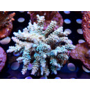 Acropora tenuis Bali Farmzucht