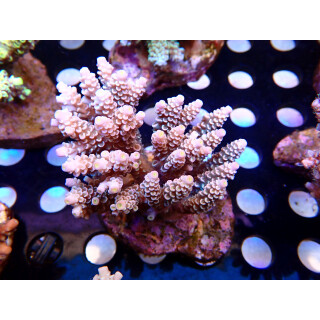 Acropora tenuis Bali Farmzucht