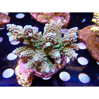 Acropora sp. Bali Farmzucht