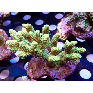 Acropora millepora Bali Farmzucht