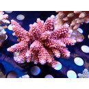 Acropora sp. Bali Farmzucht