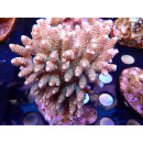 Acropora millepora Bali Farmzucht