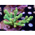 Acropora millepora Bali Farmzucht