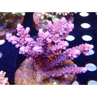 Acropora sp. Bali Farmzucht