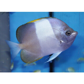 Hemitaurichthys zoster - Brown-and-white butterflyfish