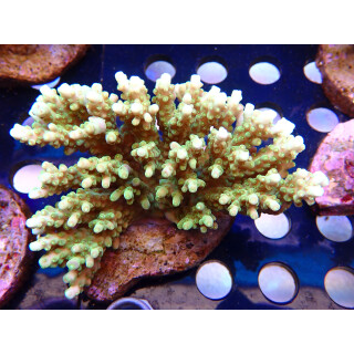 Acropora solitariensis Bali Farmzucht