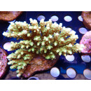 Acropora solitariensis Bali Farmzucht