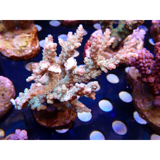 Acropora sp. Bali Farmzucht