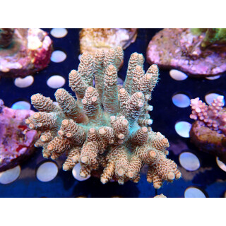 Acropora millepora Bali Farmzucht