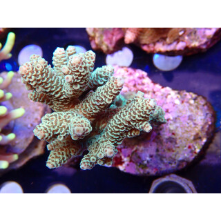 Acropora millepora Bali Farmzucht