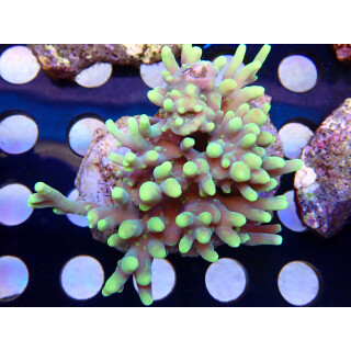 Acropora lokani Bali Farmzucht